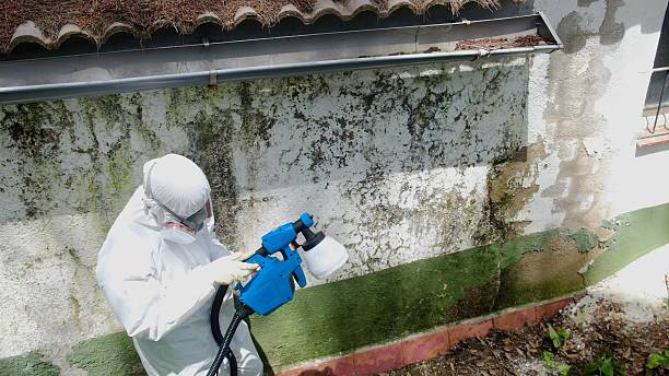 Top rated local Mold Remediation specialists in Weems, VA